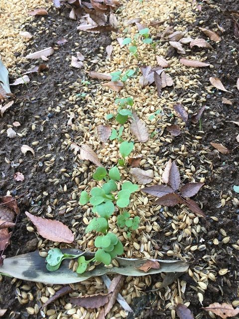 3ページ目の ソラマメ Futtutyの菜園ブログ 楽天ブログ