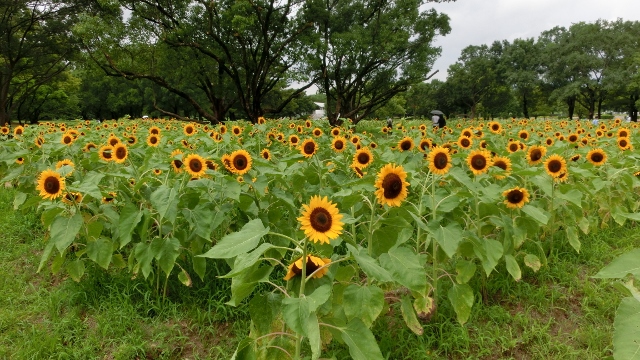 万博公園ひまわりフェスタ　その１