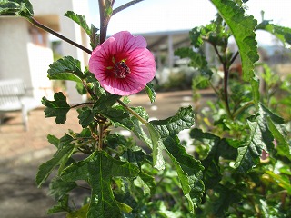 IMG_5295ss.jpg