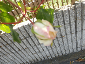 P5040009.png