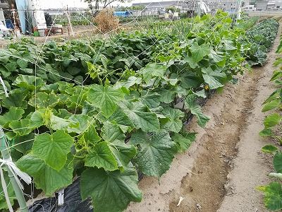 トマトの脇芽取りとキュウリに追肥 青い蛙の菜園日記 楽天ブログ