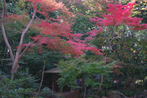 六義園の紅葉