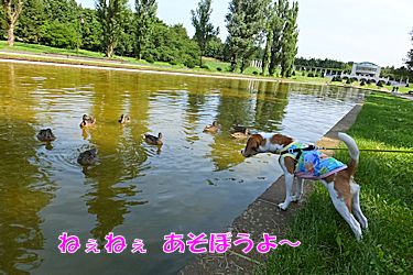 20150821鴨に興味津々
