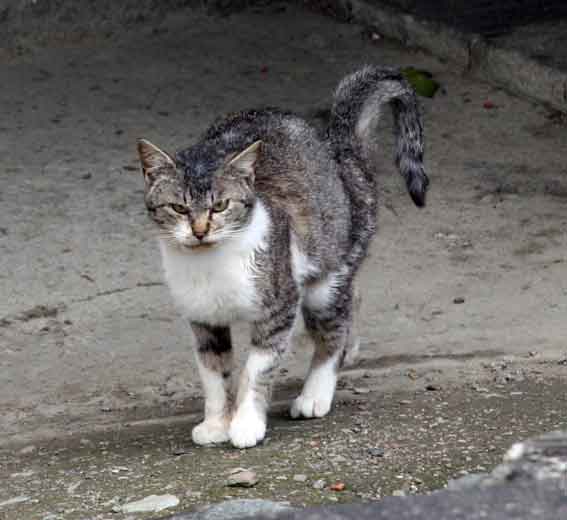 我が家のニャンコ♪2013/2/14-2