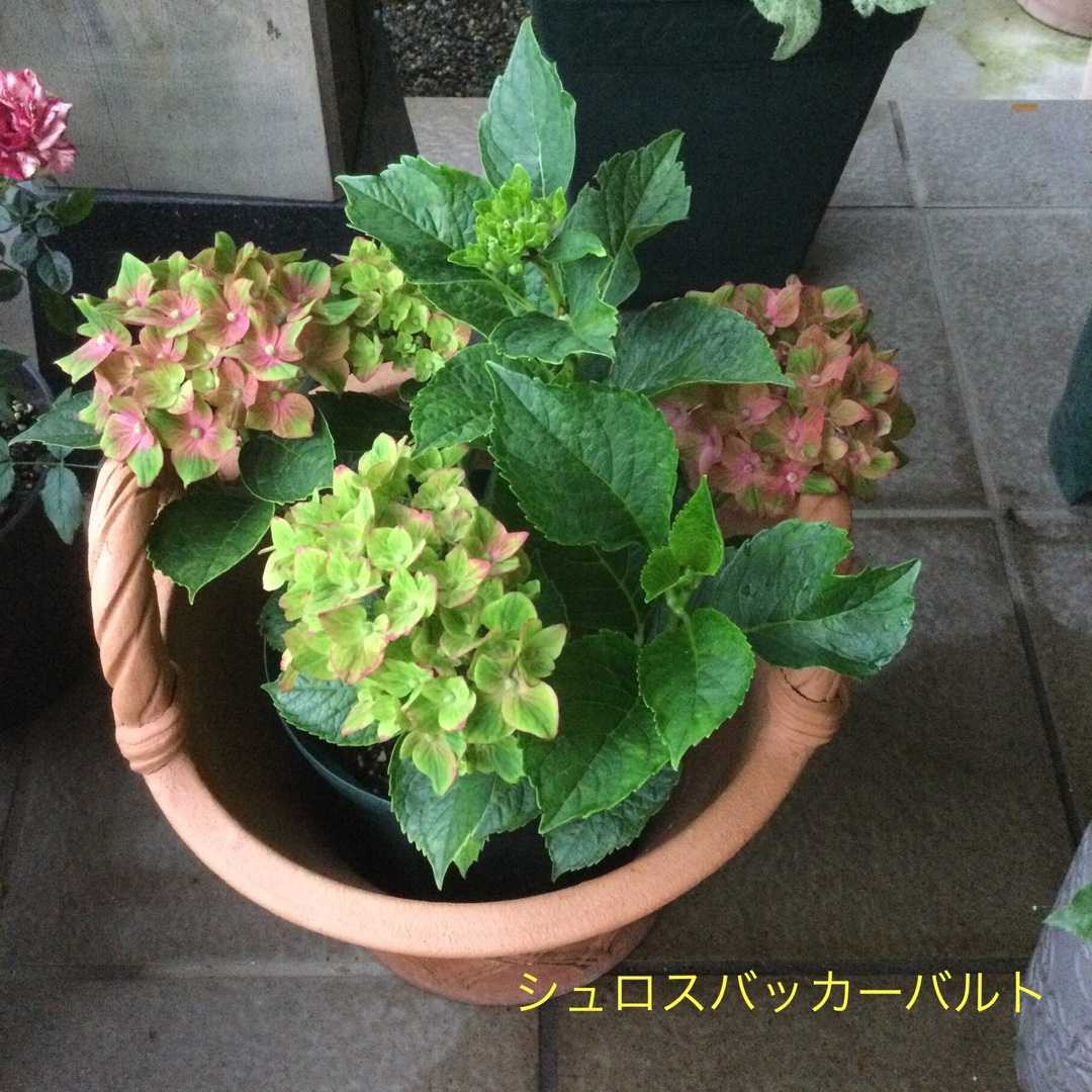 暑すぎてうなだれた紫陽花 夕暮れ時に復活する紫陽花 ばらと猫とフラメンコ 楽天ブログ