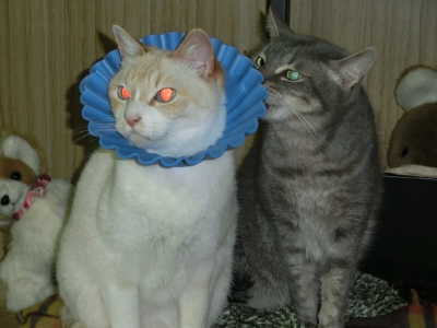 CIMG1684 (400x300).jpg