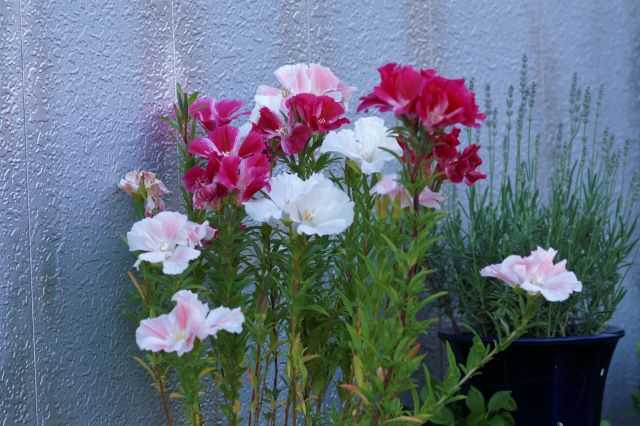 ありのままで。アメーラ ゴデジャ お花のひとりごと 楽天ブログ