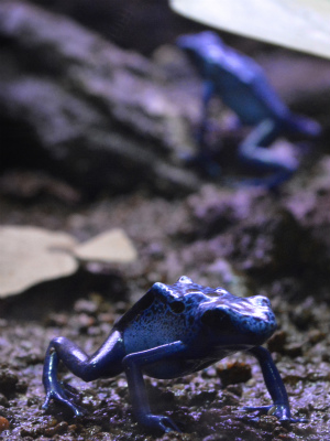 須磨水族館38