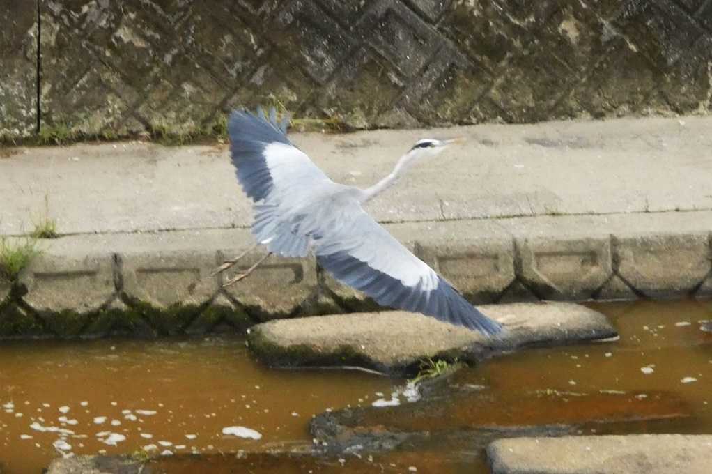 515