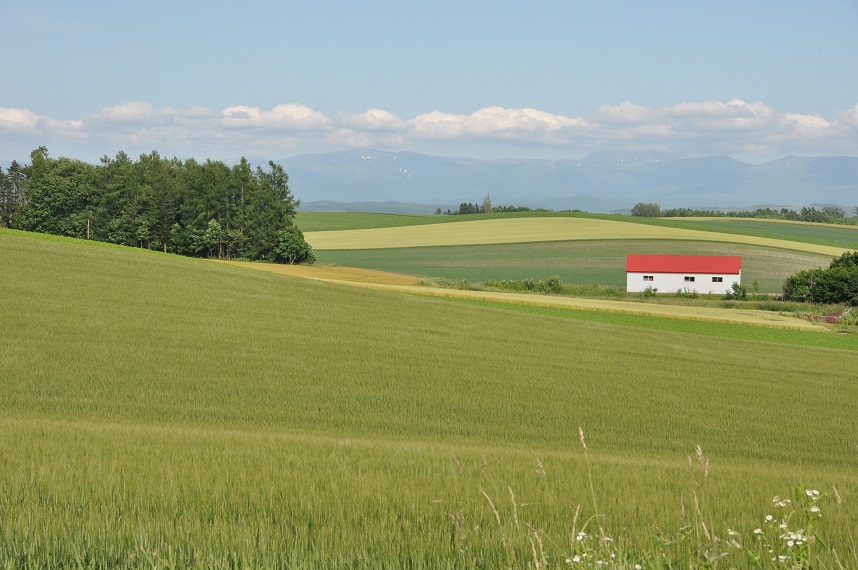 北海道6・美瑛富良野_052a.jpg