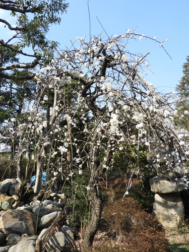 池上梅園