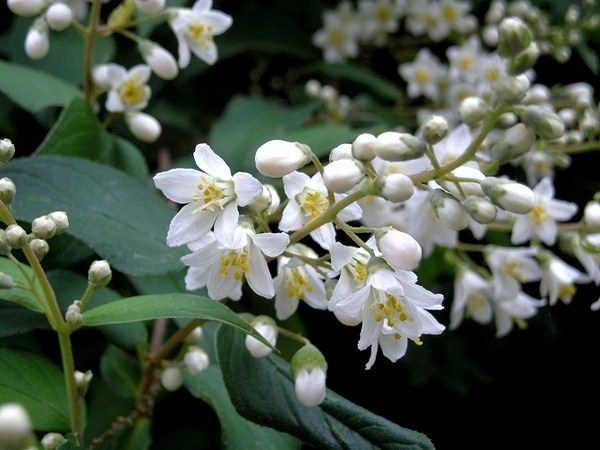 ウツギのお花いろいろ | ジュラのお散歩花日記 - 楽天ブログ