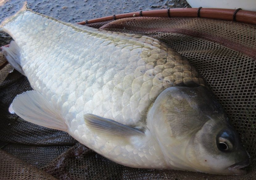 へら鮒 実はお好き ドボン の釣り 鬼徹 の釣り日誌 気まぐれ版 楽天ブログ