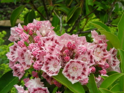 06-17karumia (1).JPG