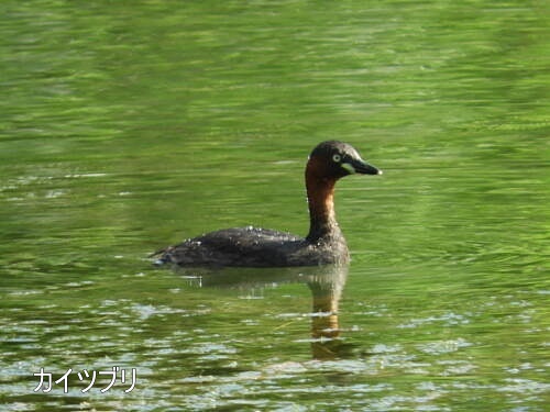 小池公園にて