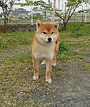 rblog-20160330164524-02.jpg