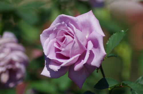 生田緑地ばら苑の秋薔薇