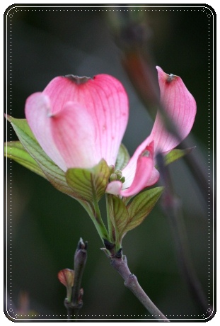 地場産-8 ハナミズキ-8 13.4.30