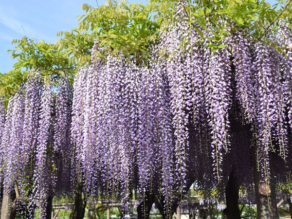 過去写真 ゴールデンウィークに行きたかった場所 東京 群馬 見栄子の熊谷らいふ 楽天ブログ