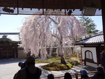 20150402高台寺.jpg