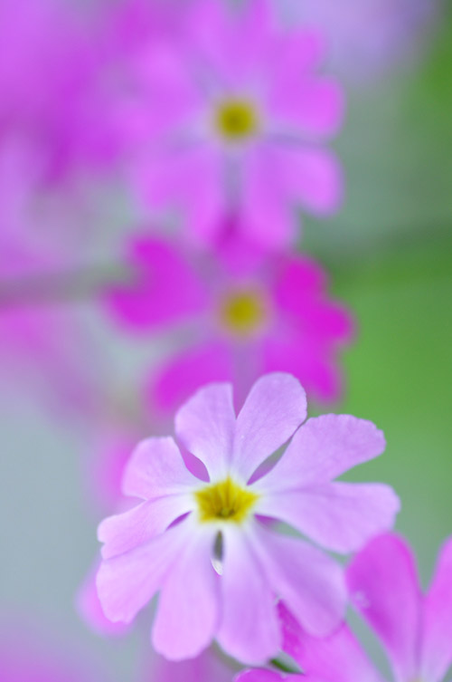 桜草２
