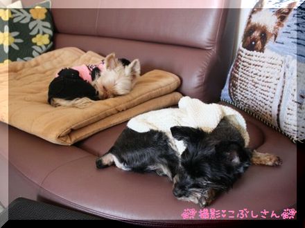 お昼寝