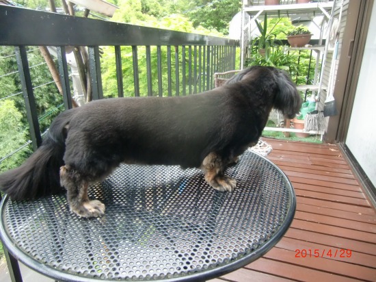 クーの衣替え 008.jpg