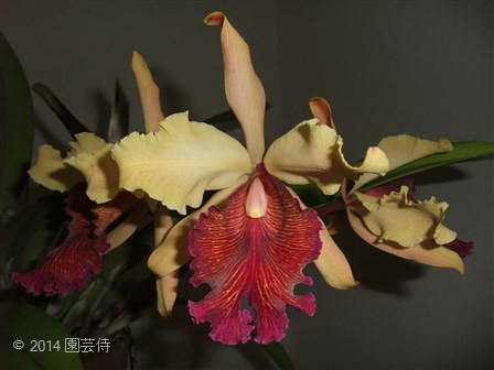C. dowiana aurea marmorata 'Rio Preto' x self20140817-2