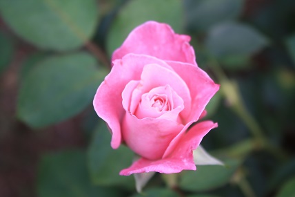 IMG_1124.JPG