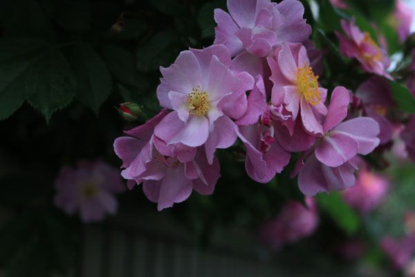 薔薇の風 日常茶飯事 楽天ブログ