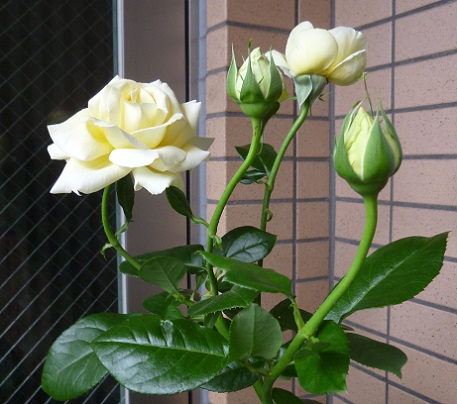 P1190945画像1.jpg