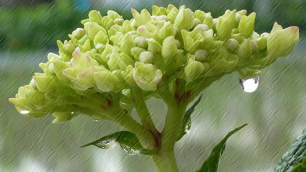 雨紫陽花.JPG