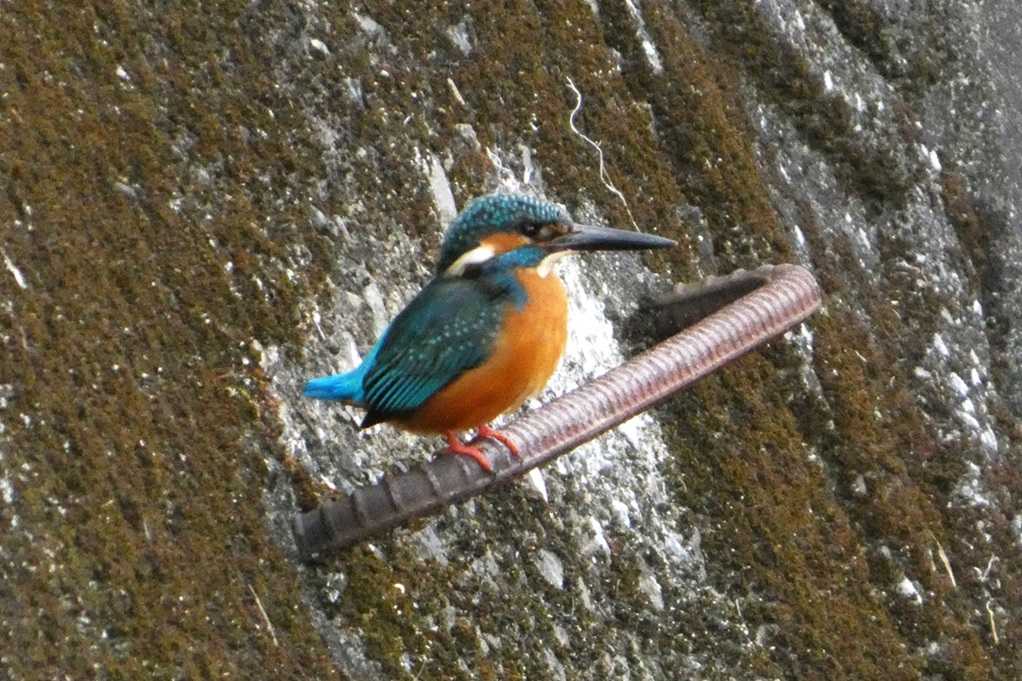 515