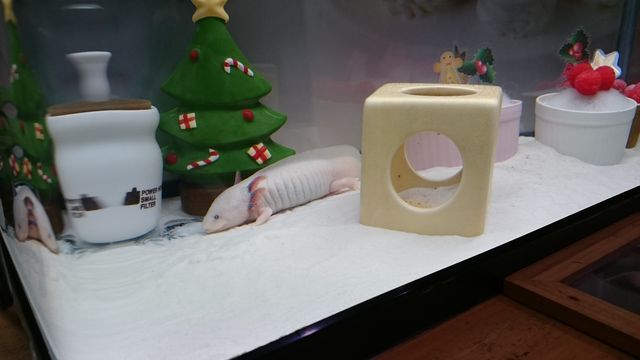 2015-12-20 17.33.36.jpg