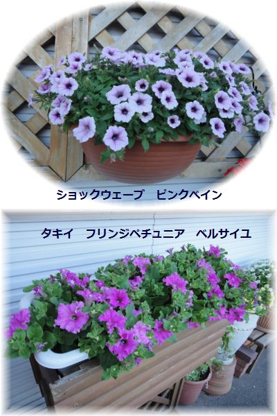 デビュー、再デビューしたペチュニア