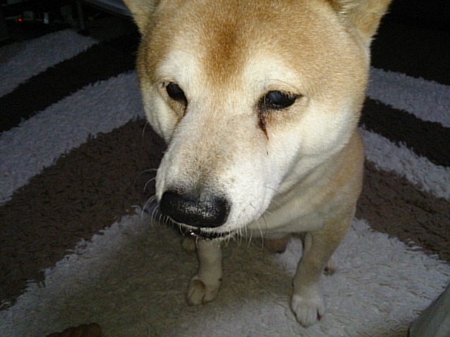 DSC_0017.jpg