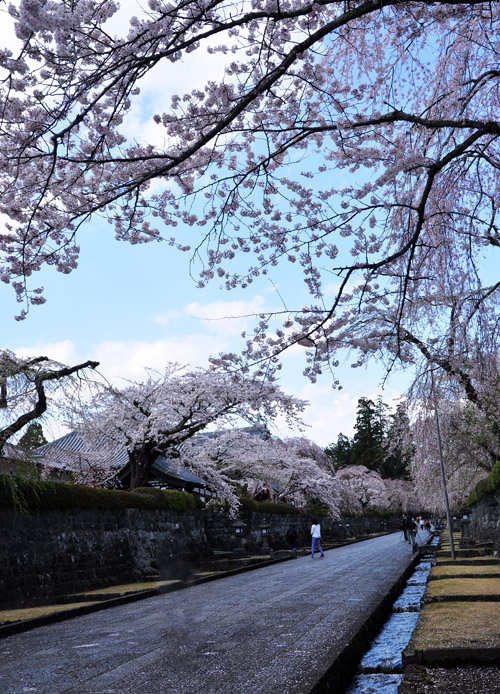 桜２