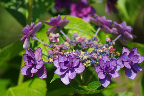 長谷寺の紫陽花