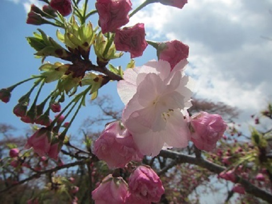里桜１－３.jpg