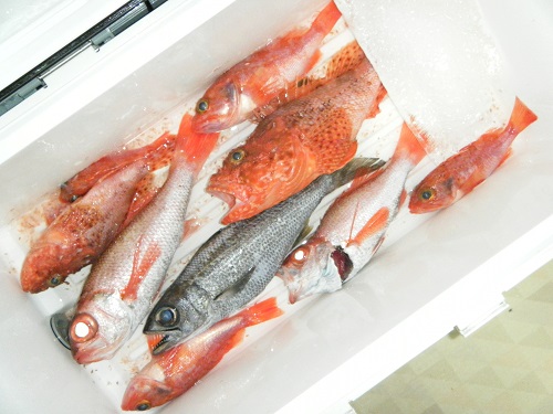 DSCF1655.JPG