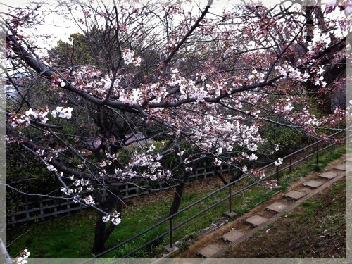 岡村公園の桜