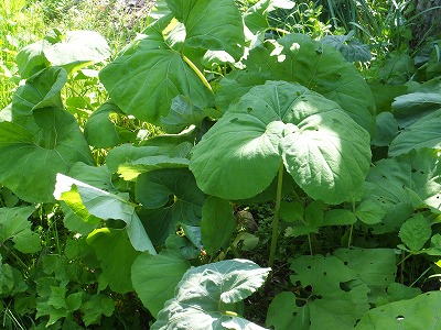 DSCF2069.jpg