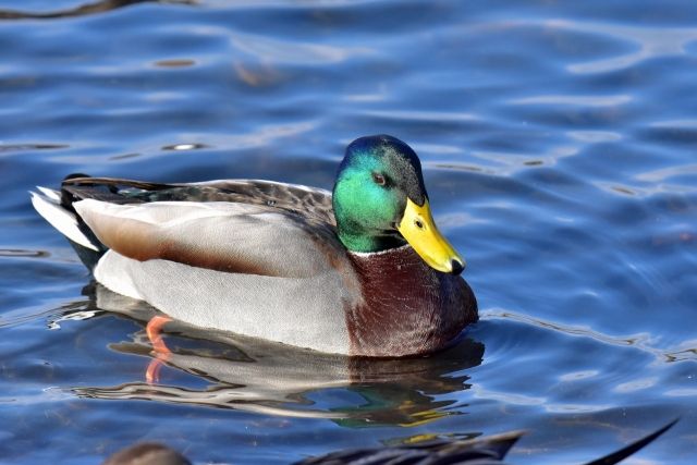 カモは家畜化したらアヒルになって飛べなくなった 私設見逃してもいい動物園 楽天ブログ