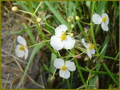 令和３年９月15日 沢瀉や写す水面に見とれおり 花の歳時記 天南星の魅力 山野草 楽天ブログ