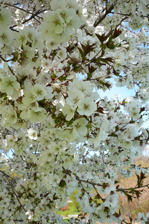 Cherry06.jpg