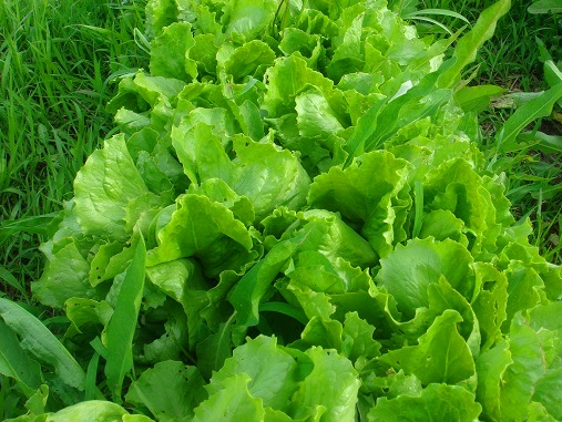 レタス.jpg