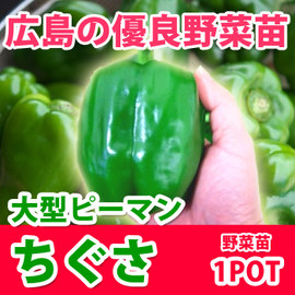 tigusanew.jpg