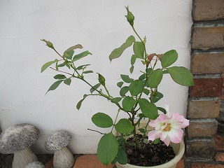IMG_0718ss.jpg