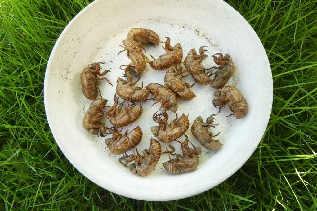 515