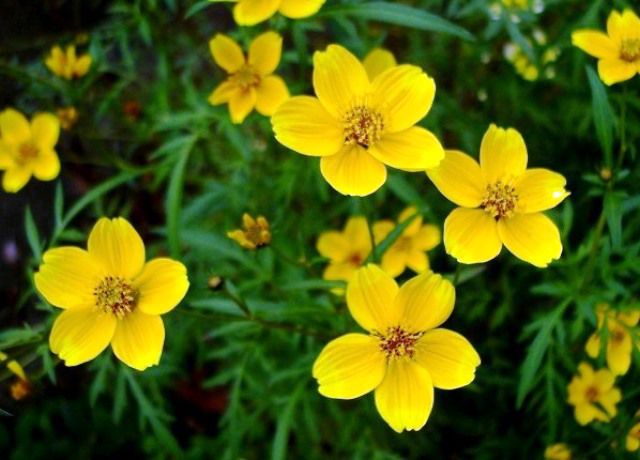 ウインターコスモスの花 花と蕎麦とリハビリと 楽天ブログ